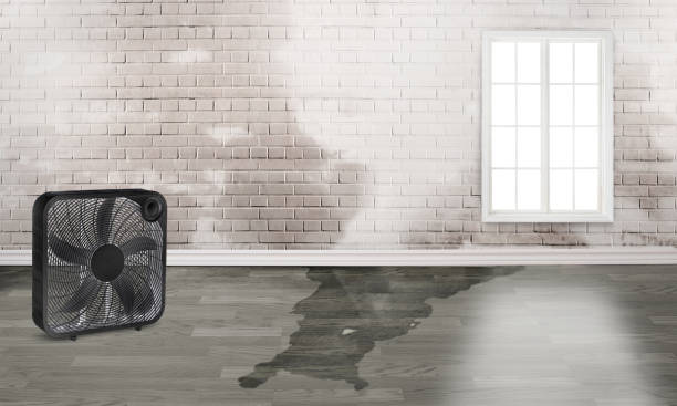 Best Water damage cleanup near me  in Payson, AZ