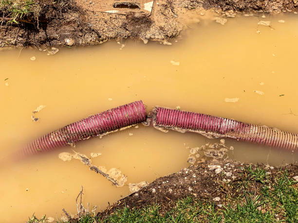Best Mold removal after water damage  in Payson, AZ